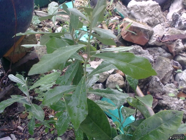 植物大猜謎，請問達人這幾顆是果樹嗎?