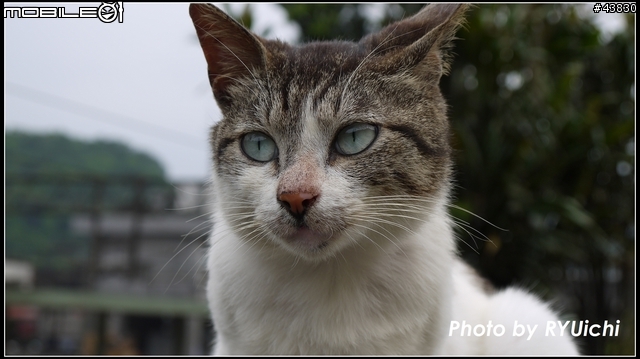 侯硐(猴硐)貓村初體驗...貓多~所以圖爆多!!