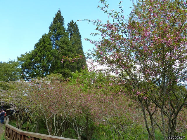 2011_愚人節阿里山賞櫻趣！（雪花片片影片已上傳）
