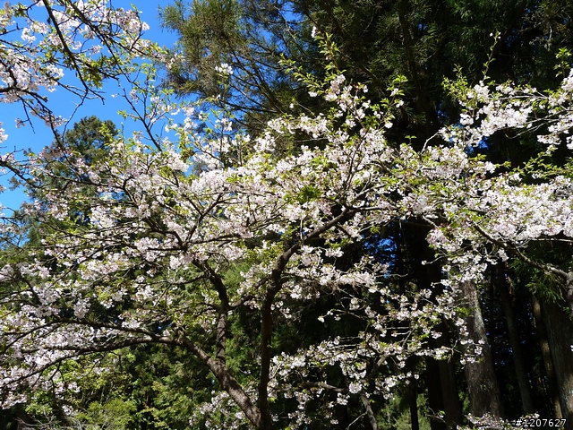 2011_愚人節阿里山賞櫻趣！（雪花片片影片已上傳）
