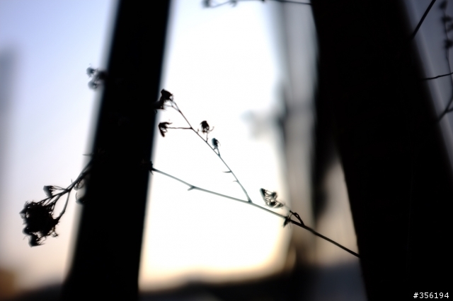 FujiFilm X100 照片分享