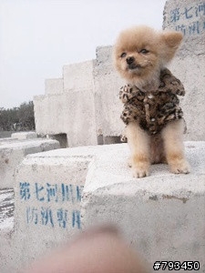 請幫我一起找找博美弟弟