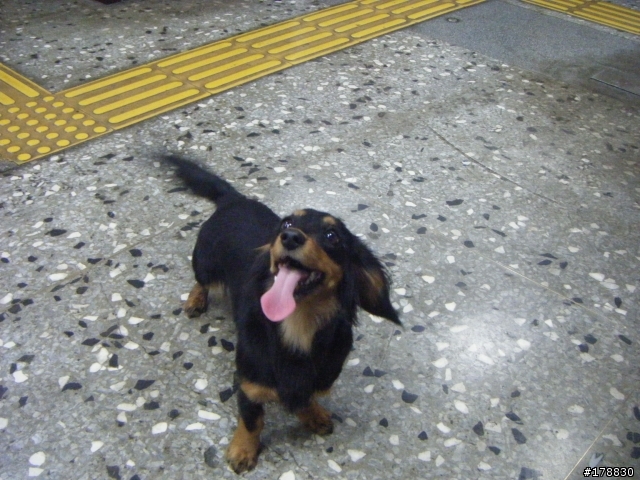 北市萬華區拾獲長毛臘腸犬(已有人領養)
