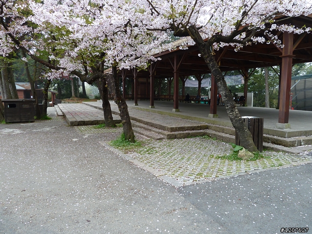 2011_愚人節阿里山賞櫻趣！（雪花片片影片已上傳）