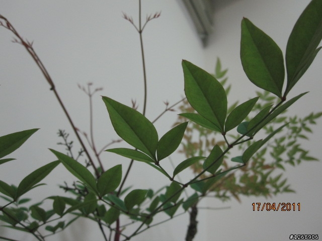 剛剛去菜市場買菜向賣菜的老阿公買了一個不知名的植物