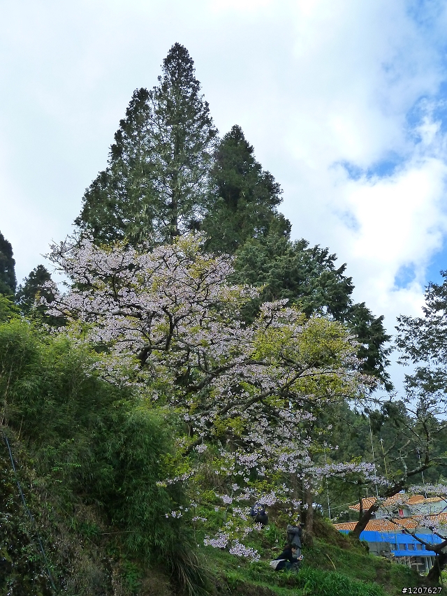 2011_愚人節阿里山賞櫻趣！（雪花片片影片已上傳）