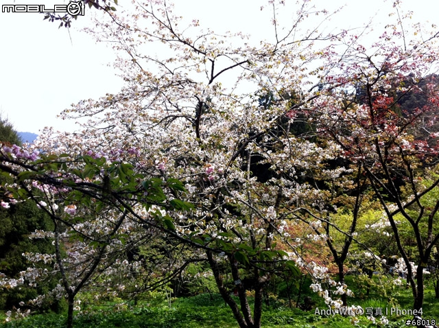 [04.09~04.10]安董之超級瘋狂阿里山遊記!!!