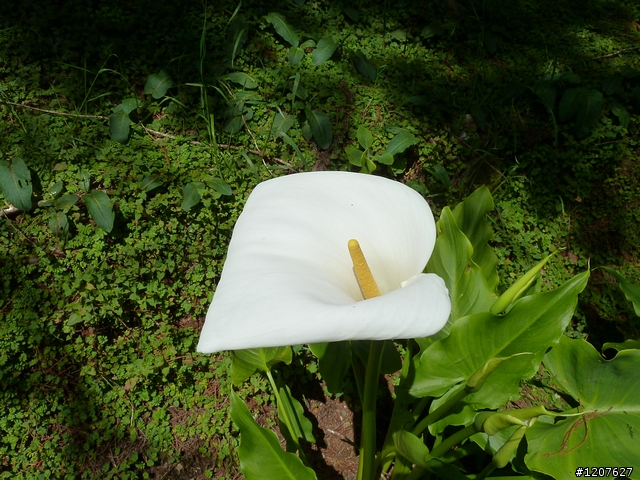 2011_愚人節阿里山賞櫻趣！（雪花片片影片已上傳）