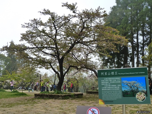 2011_愚人節阿里山賞櫻趣！（雪花片片影片已上傳）