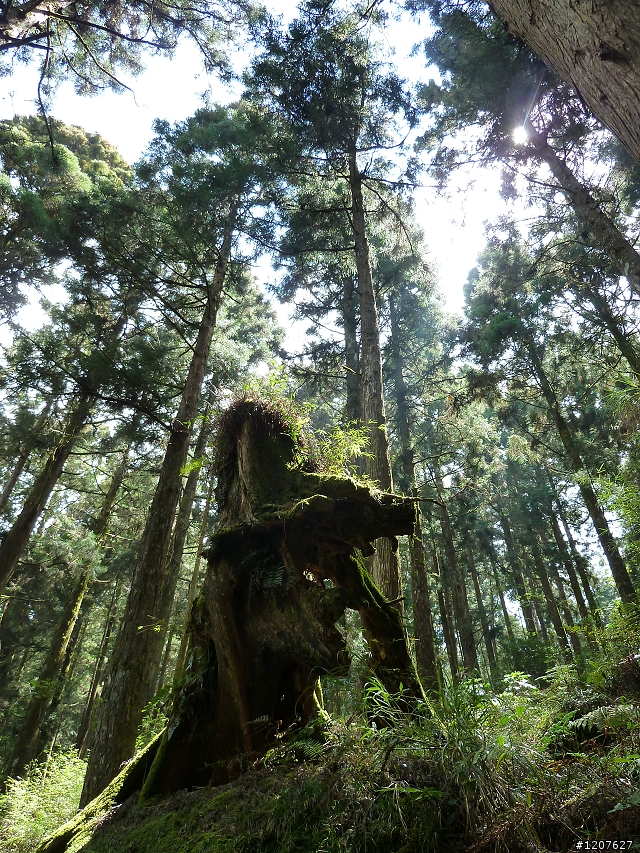 2011_愚人節阿里山賞櫻趣！（雪花片片影片已上傳）