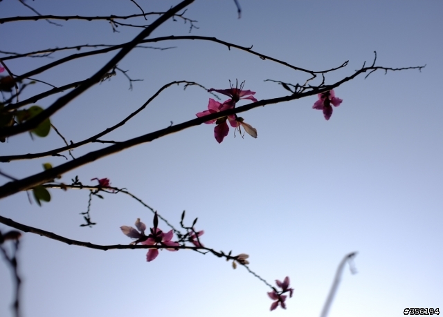 FujiFilm X100 照片分享