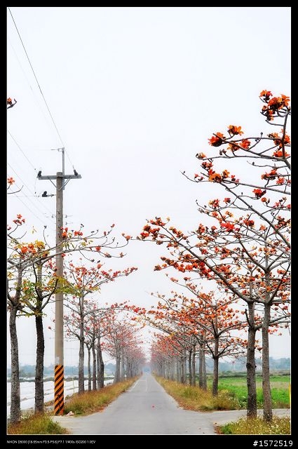 D5000+KIT鏡 木棉花