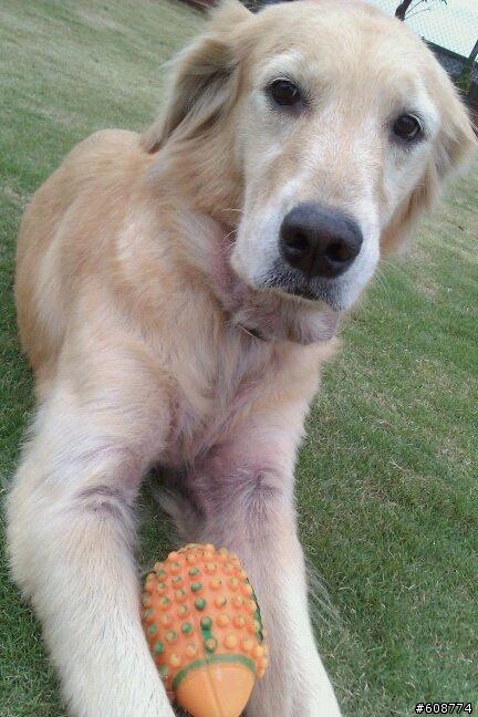 「尋寄養或領養」4歲黃金獵犬