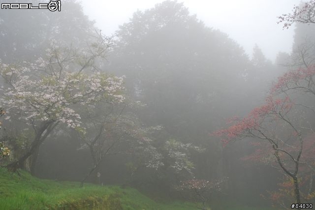 3-26 霧裡的櫻花