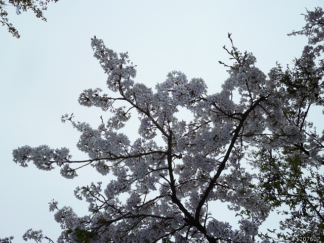 2011_愚人節阿里山賞櫻趣！（雪花片片影片已上傳）