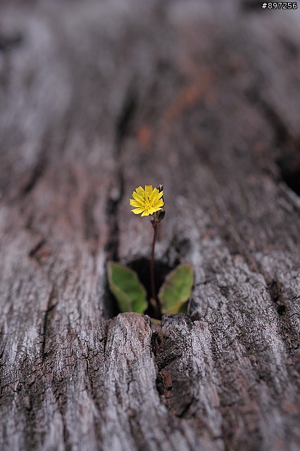 D700和SIGMA 50mm  F2.8  MACRO 老微距鏡的初遇