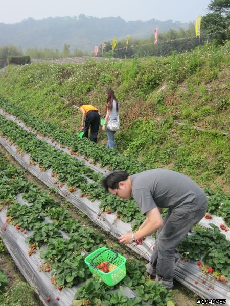 2010-04-10 大湖採草莓