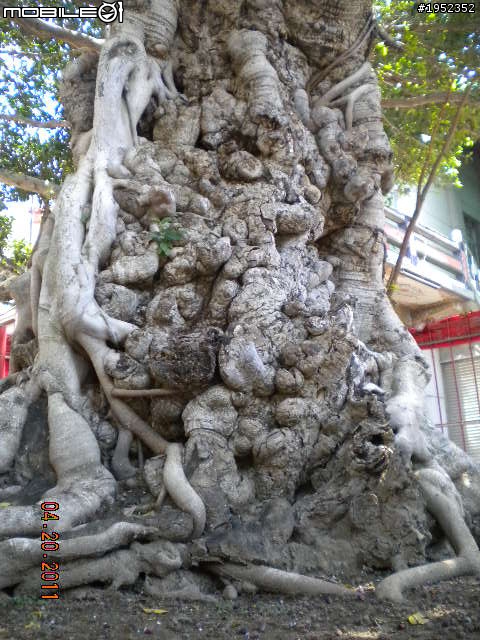 隱藏城市角落的自然奧妙 三級古蹟萬福庵