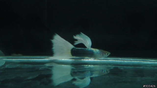 4/4新增多種品系孔雀魚撤缸出清附圖
