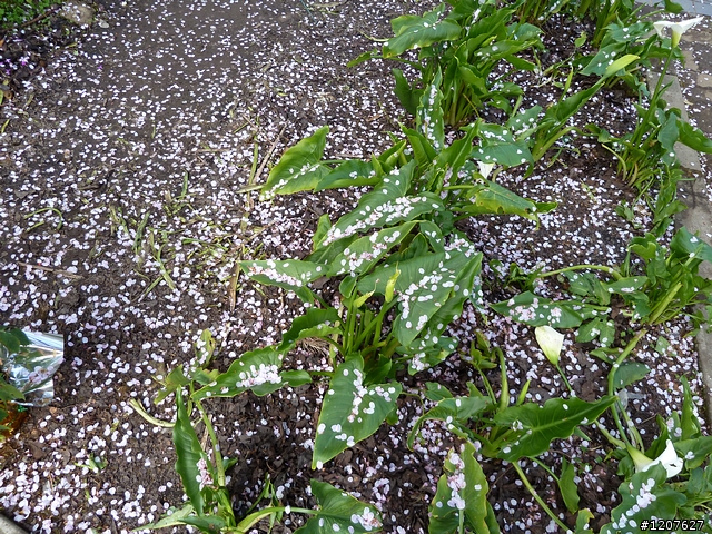 2011_愚人節阿里山賞櫻趣！（雪花片片影片已上傳）