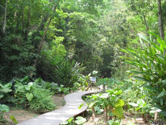 彰化福田桐花生態園區~~~~賞桐花