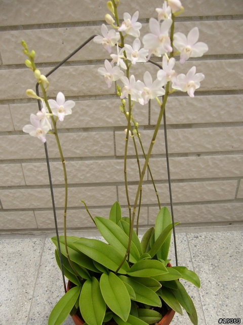 我家的"蘭花"草