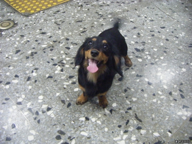北市萬華區拾獲長毛臘腸犬(已有人領養)