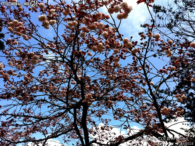 [04.09~04.10]安董之超級瘋狂阿里山遊記!!!