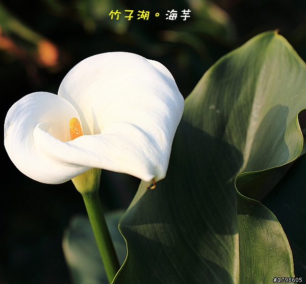 竹子湖海芋。分享