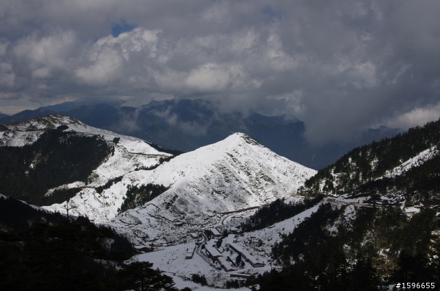 合歡春雪