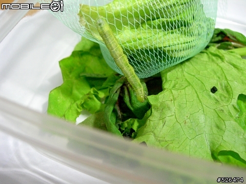 房東姐姐送給我們菜（最後的，交待小毛後事....，5/16更新）