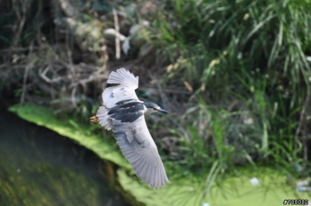 TAMRON 70-300mm VC (A005) + D90 連拍設定與對焦技巧請教