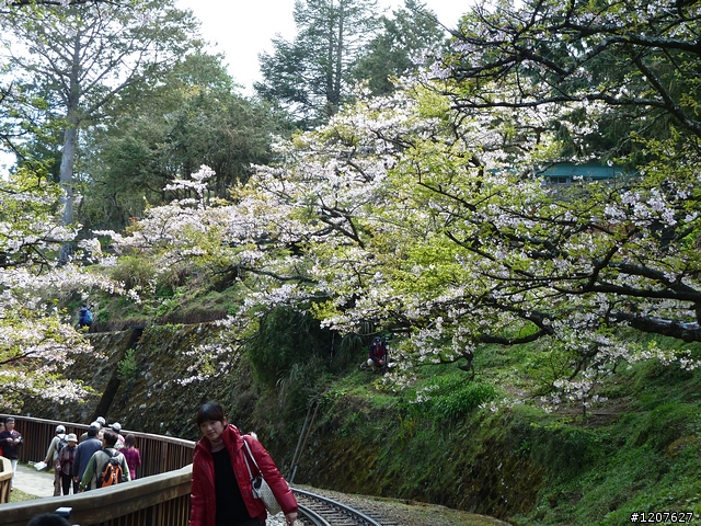 2011_愚人節阿里山賞櫻趣！（雪花片片影片已上傳）