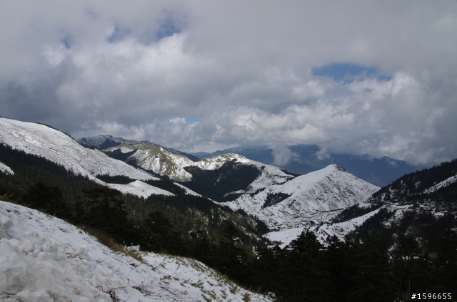 合歡春雪