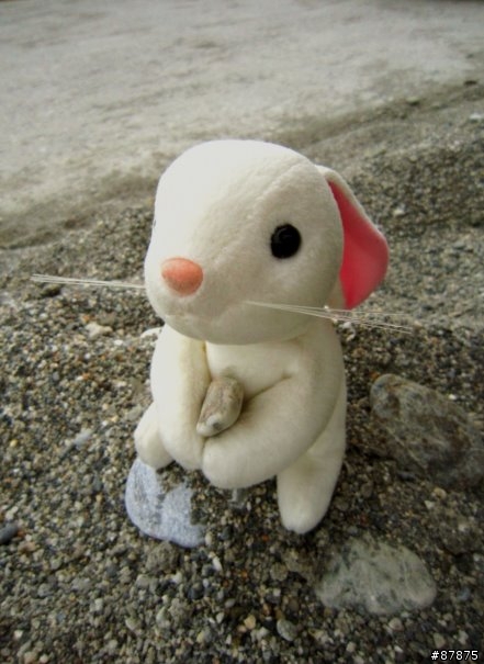 兔 . 環島