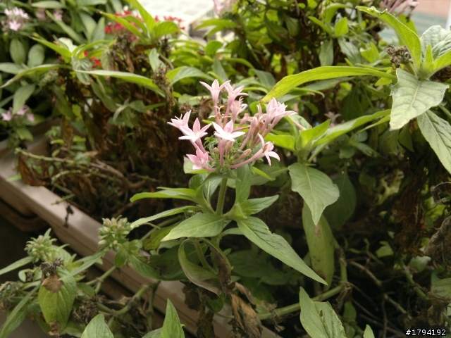 [開箱]N8，我的第一隻智慧型手機