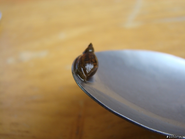 請問這是哪一種螺類?
