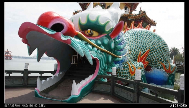 總算見識高雄柴山的猴群