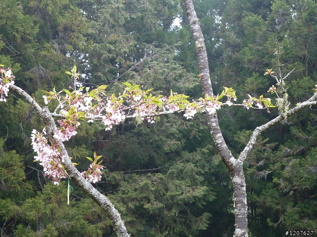 2011_愚人節阿里山賞櫻趣！（雪花片片影片已上傳）