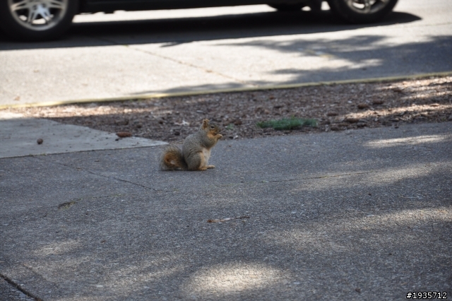 新手请教一下白天牌照问题。。