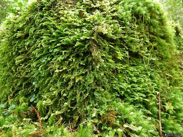 2011_愚人節阿里山賞櫻趣！（雪花片片影片已上傳）