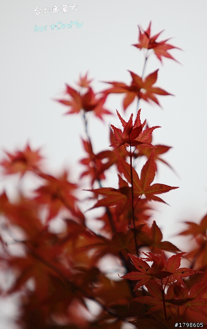 楓葉の台北奧萬大