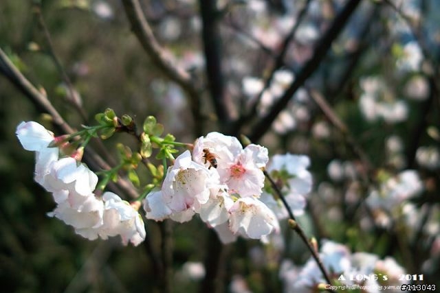 DP2s拍花也沒問題啦