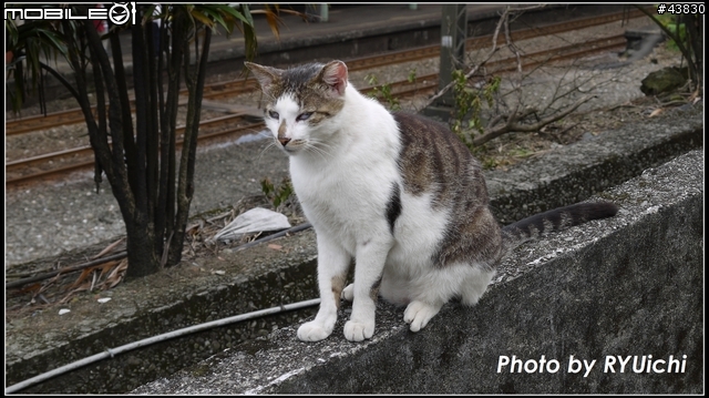 侯硐(猴硐)貓村初體驗...貓多~所以圖爆多!!