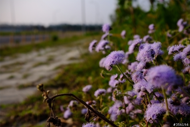 FujiFilm X100 照片分享