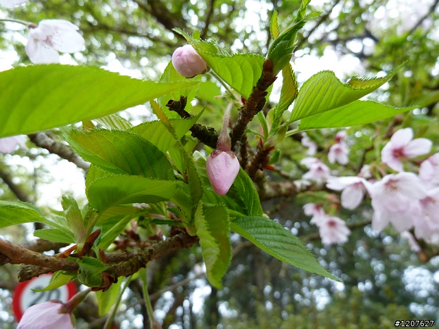 2011_愚人節阿里山賞櫻趣！（雪花片片影片已上傳）