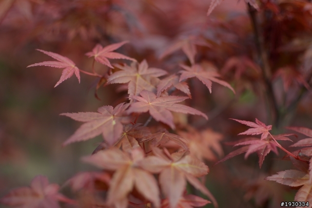 竹子湖海芋田一遊