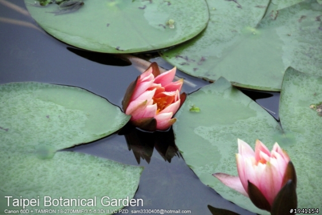 當Canon 60D遇上TAMRON 18-270MM F/3.5-6.3Di II VC PZD之台北植物園篇