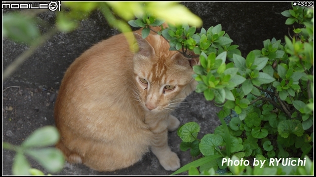侯硐(猴硐)貓村初體驗...貓多~所以圖爆多!!