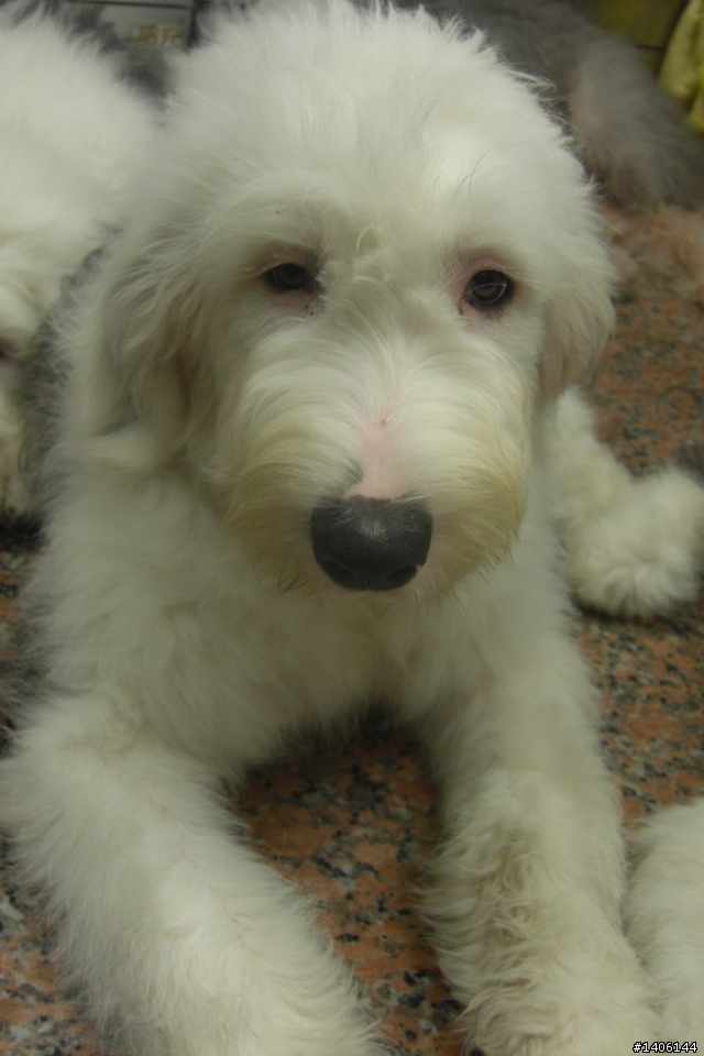 古牧幼犬尋找一輩子的家